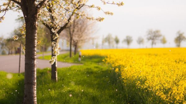  دانلود عکس بهار