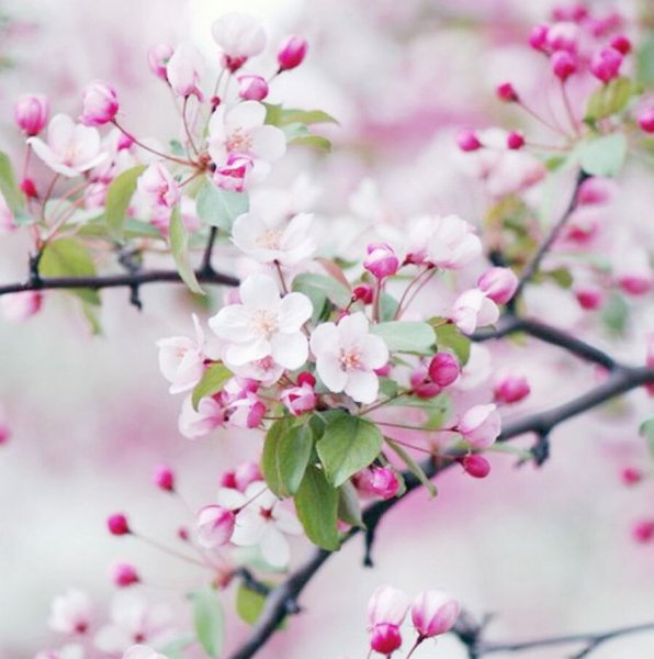عکس بهار واقعی