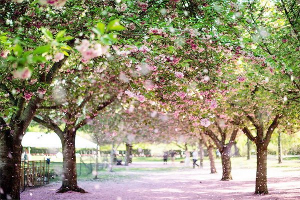  عکس بهار واقعی