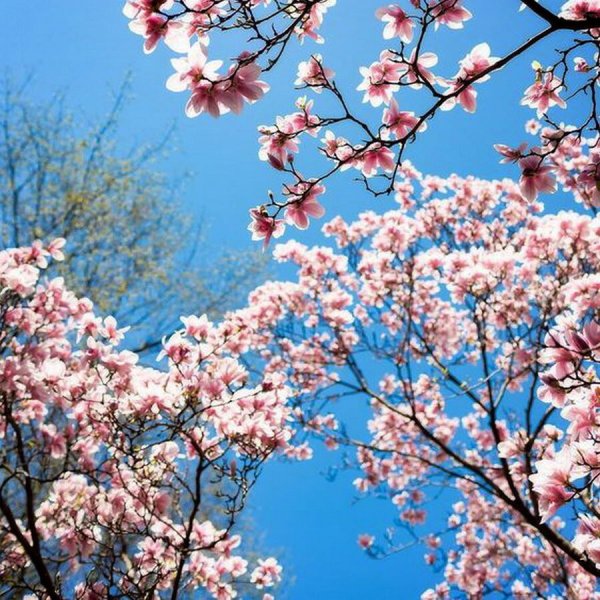  عکس بهار واقعی