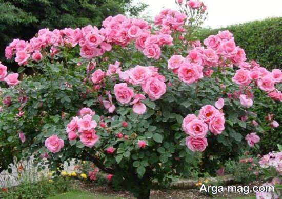  عکس پروفایل بهاری برای تلگرام و واتساپ