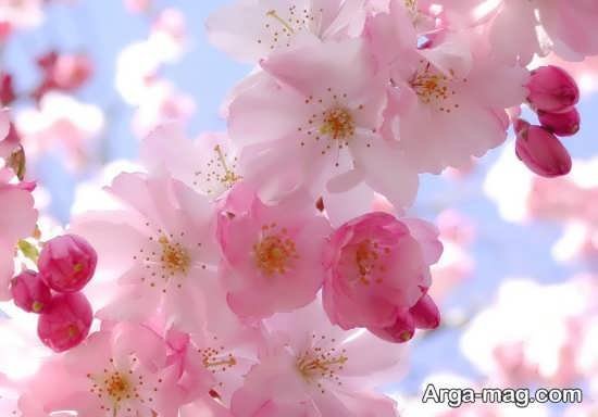  عکس پروفایل بهاری برای تلگرام و واتساپ