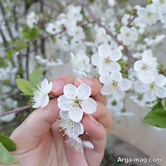  عکس پروفایل بهاری برای تلگرام و واتساپ