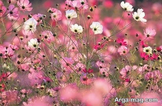  عکس پروفایل بهاری برای تلگرام و واتساپ
