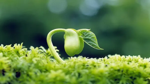  دانلود عکس گل های بهار با کیفیت بالا