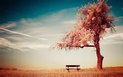  دانلود عکس تک درخت با کیفیت بالا