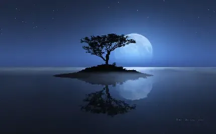  دانلود عکس تک درخت با کیفیت بالا