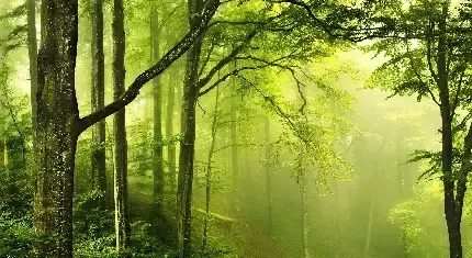 دانلود عکس جاده جنگلی زیبا
