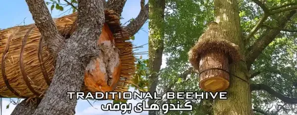  عکس کندوی عسل طبیعی