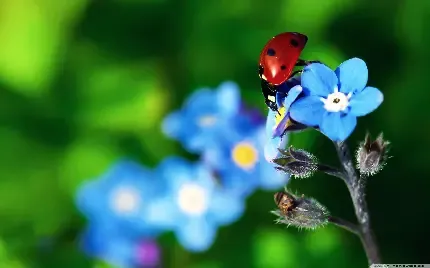  عکس کفشدوزک برای پروفایل