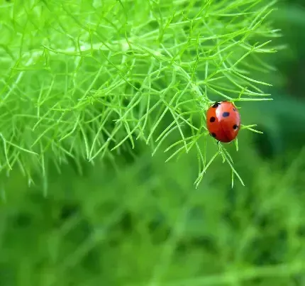  عکس کفشدوزک واقعی