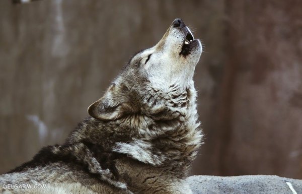  عکس گرگ واقعی