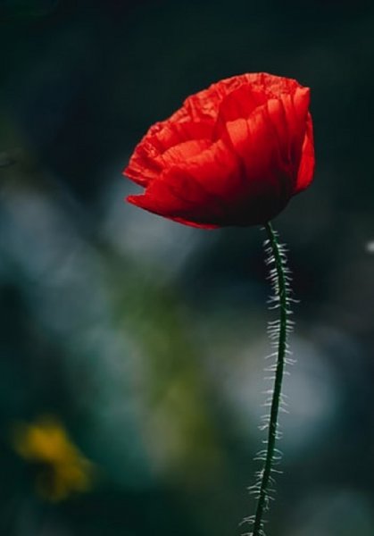  عکس گل های شقایق