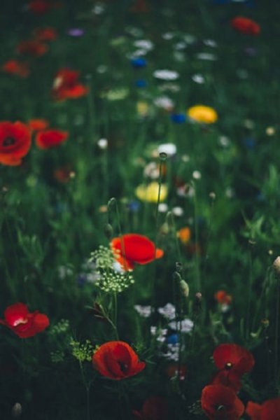  عکس گل های شقایق
