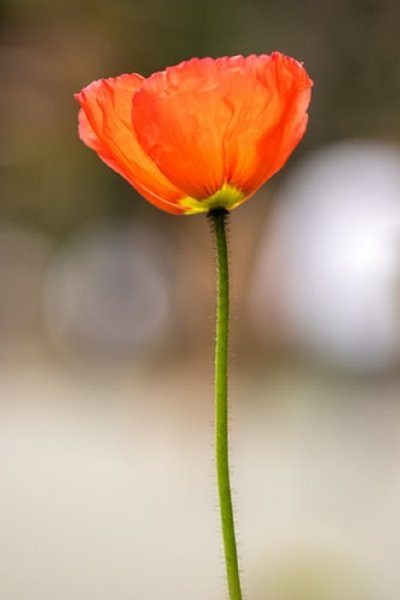  عکس گل های شقایق
