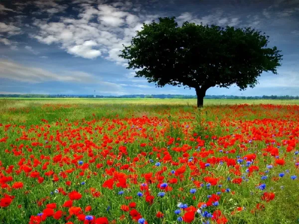 عکس گل شقایق برای پروفایل
