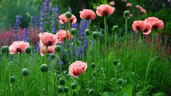  عکس گل شقایق برای پروفایل