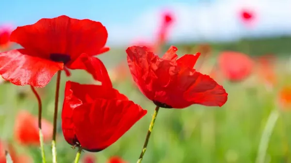  عکس گل شقایق برای پروفایل