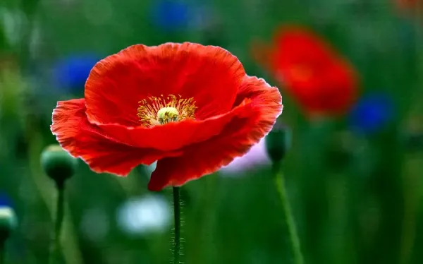  عکس گل شقایق برای پروفایل