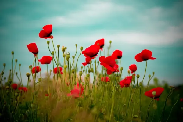  عکس گل شقایق برای پروفایل