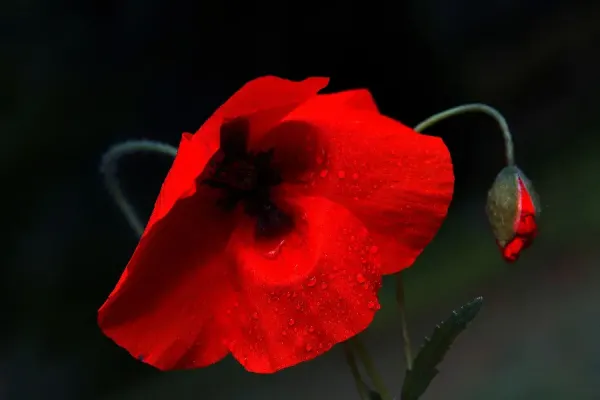  عکس گل شقایق برای پروفایل