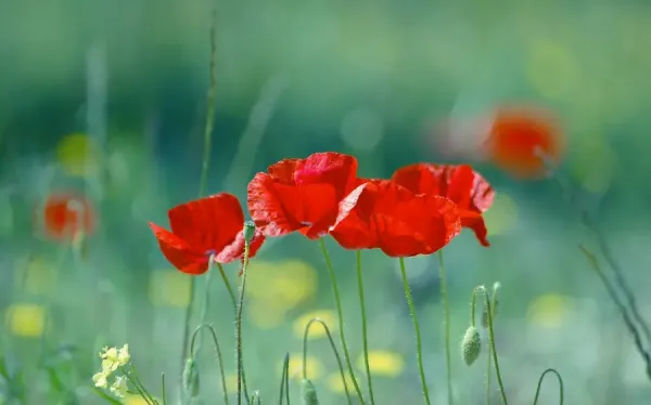  عکس گل شقایق برای پروفایل