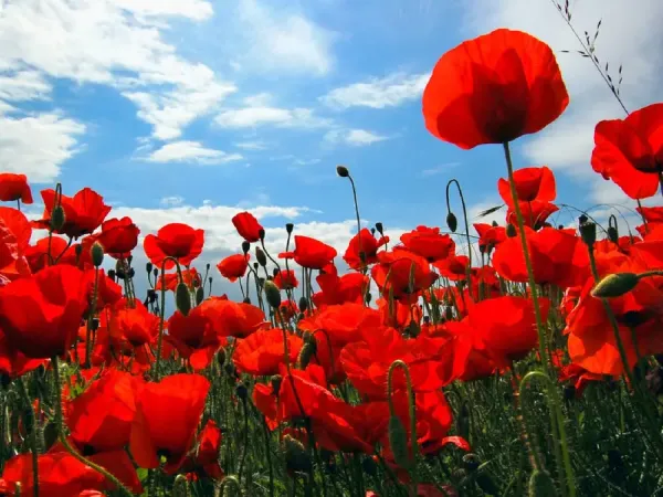  عکس گل شقایق برای پروفایل