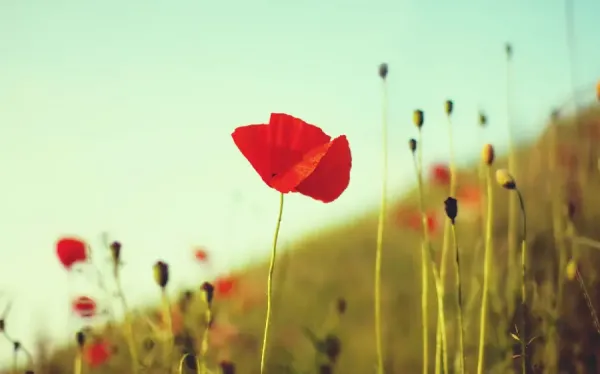  عکس گل شقایق برای پروفایل