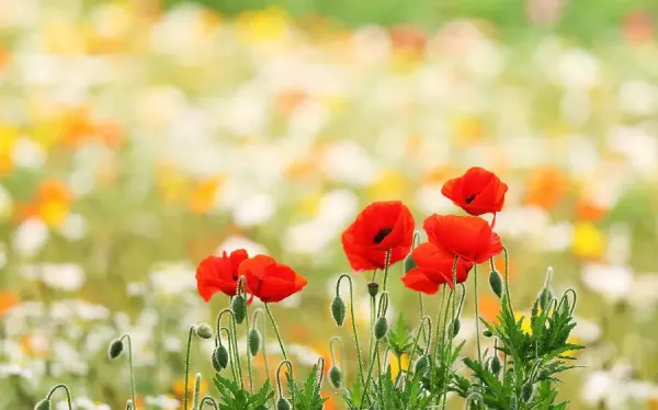  عکس گل شقایق برای پروفایل