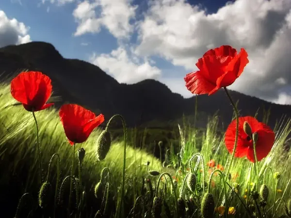  عکس گل شقایق برای پروفایل