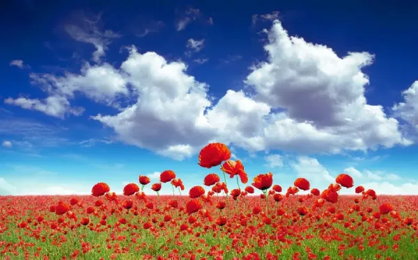  عکس گل شقایق برای پروفایل