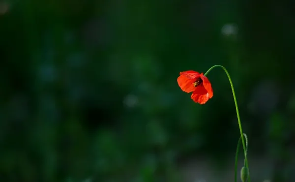  عکس گل شقایق برای پروفایل