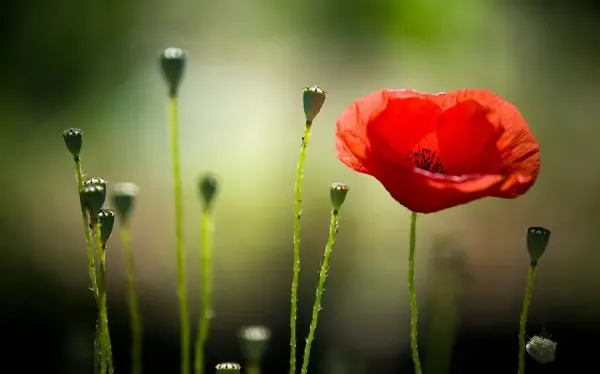  عکس گل شقایق برای پروفایل