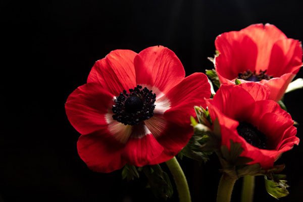 زیباترین عکس گل شقایق