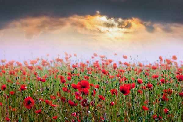  زیباترین عکس گل شقایق