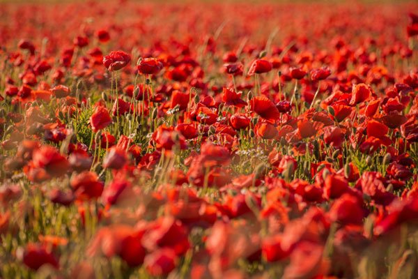  زیباترین عکس گل شقایق