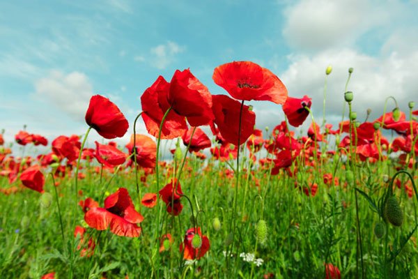  زیباترین عکس گل شقایق
