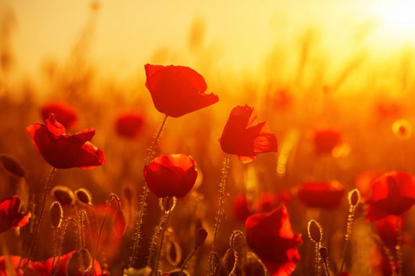  زیباترین عکس گل شقایق