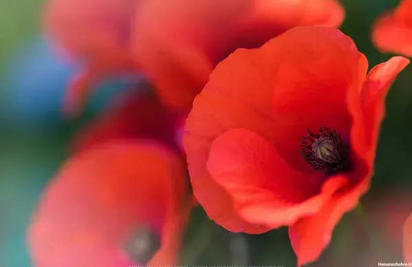  عکس گل شقایق طبیعی