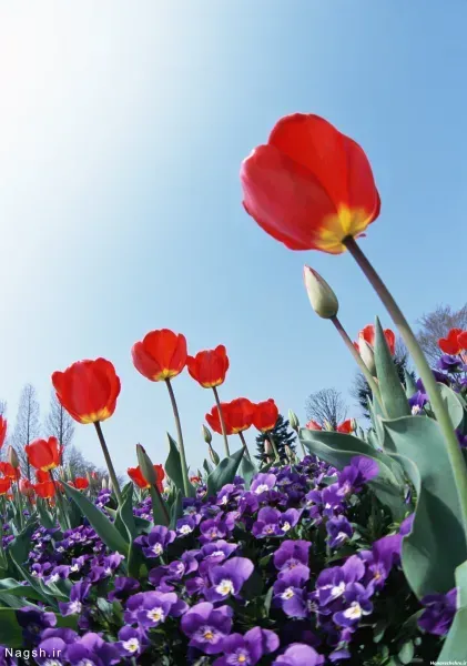  عکس گل شقایق طبیعی