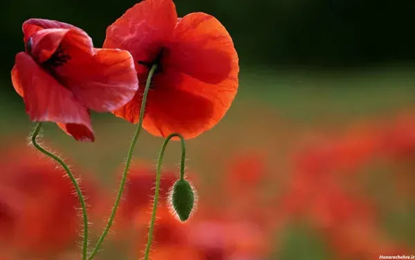  عکس گل شقایق طبیعی