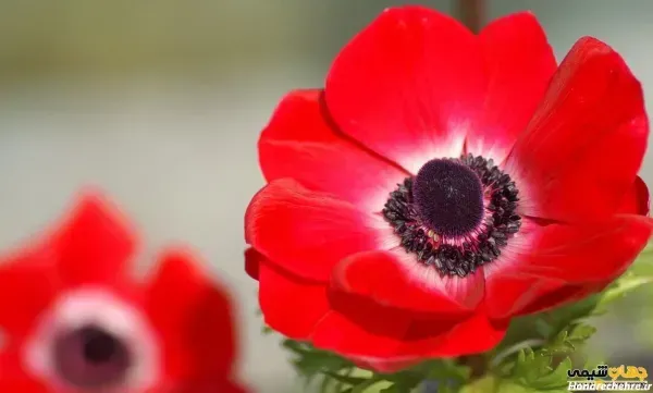  عکس گل شقایق طبیعی