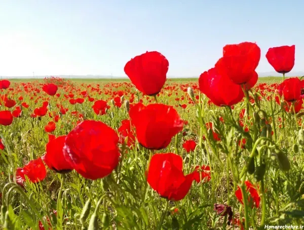  عکس گل شقایق طبیعی