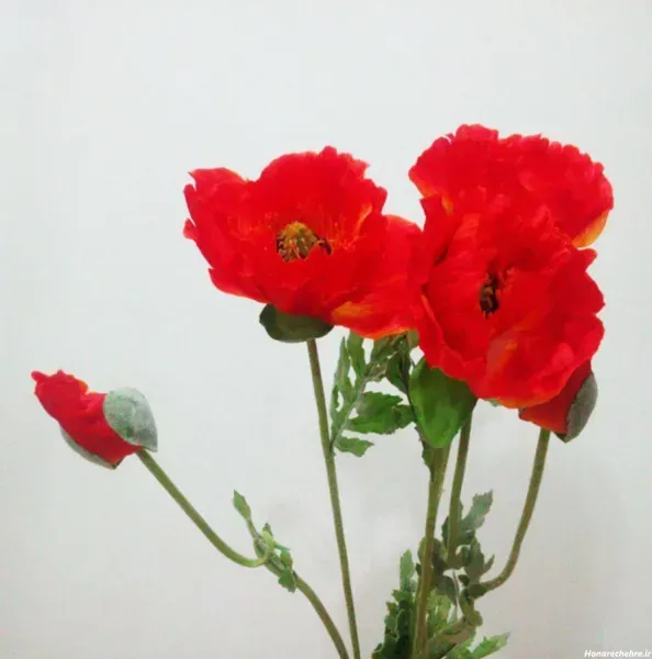  عکس گل شقایق طبیعی