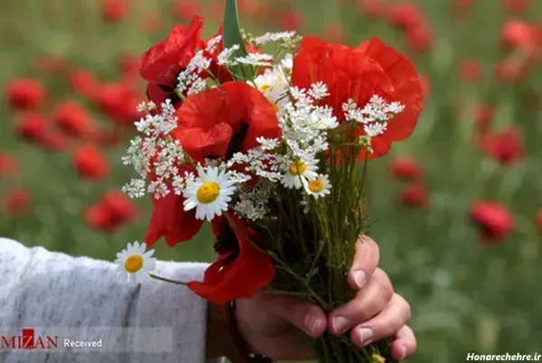  عکس گل شقایق طبیعی