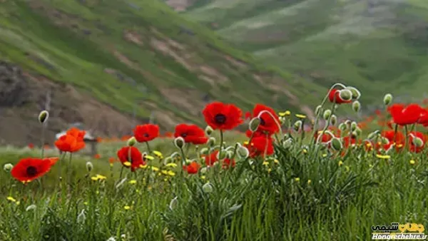  عکس گل شقایق طبیعی