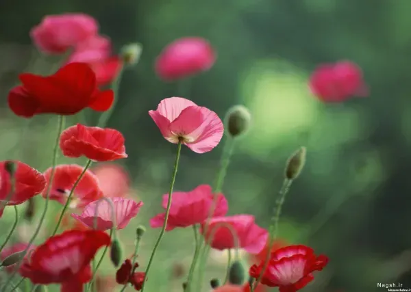  عکس گل شقایق طبیعی