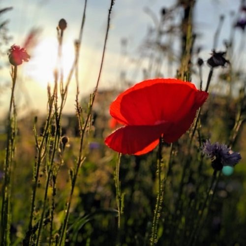  عکس گل شقایق وحشی