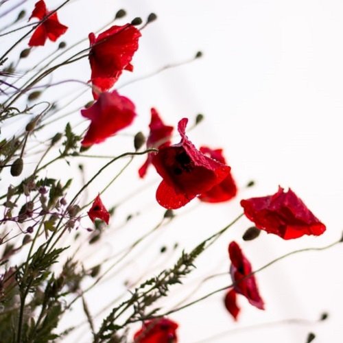  عکس گل شقایق وحشی