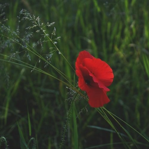  عکس گل شقایق وحشی